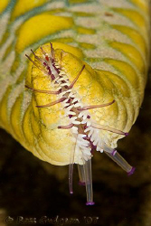 Tip of Seastar arm.  Exmouth Gulf, Western Australia.  Ca... by Ross Gudgeon 